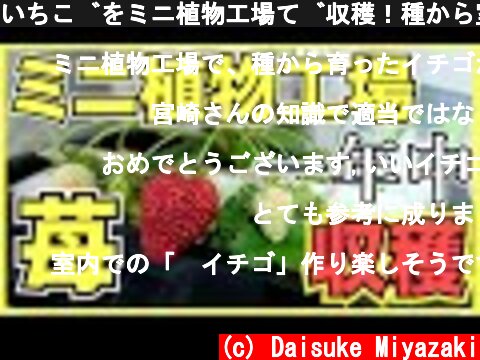 いちごをミニ植物工場で収穫！種から室内で水耕栽培とLEDで苺を育てる方法と糖度,注意点【ビジネスとして儲かるのか？】  (c) Daisuke Miyazaki